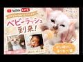 ベビーラッシュ到来でんがな🧡まったりライブ👶