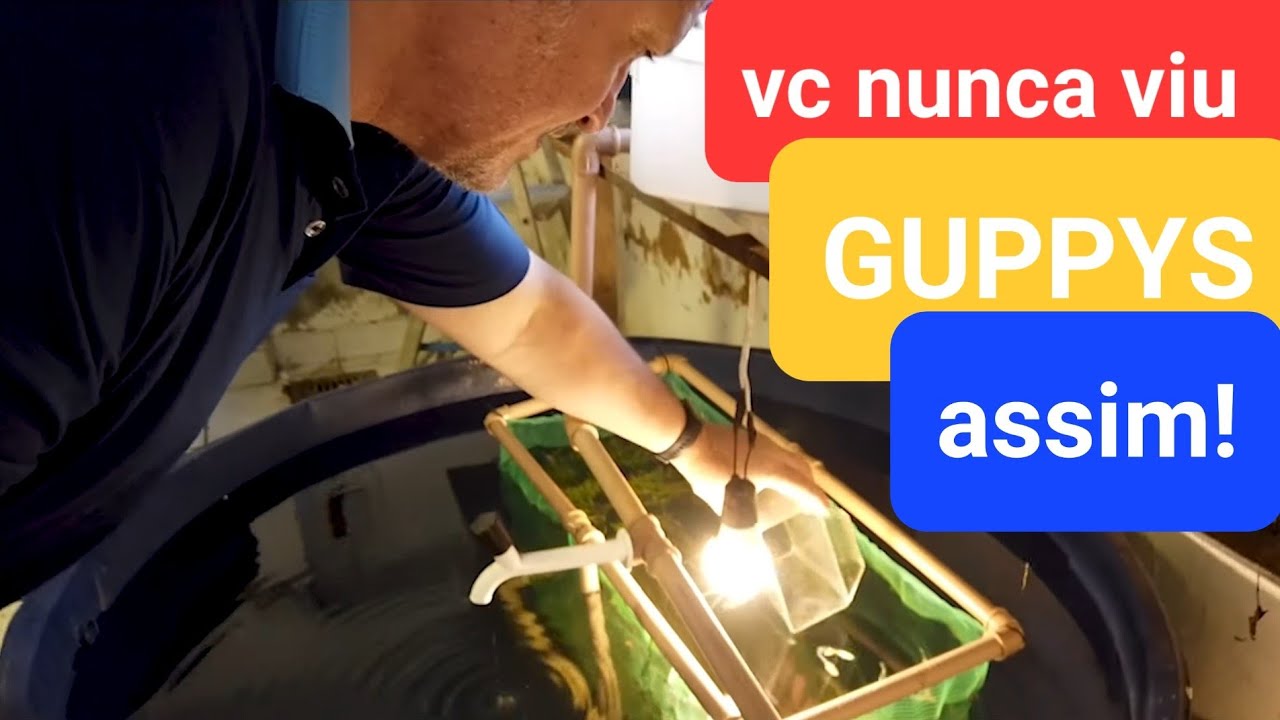 a Bíblia dos GUPPYS  LEBISTES visita a estufa do Rodrigo Ziviani parte 2 Antonio Candido Aquarismo