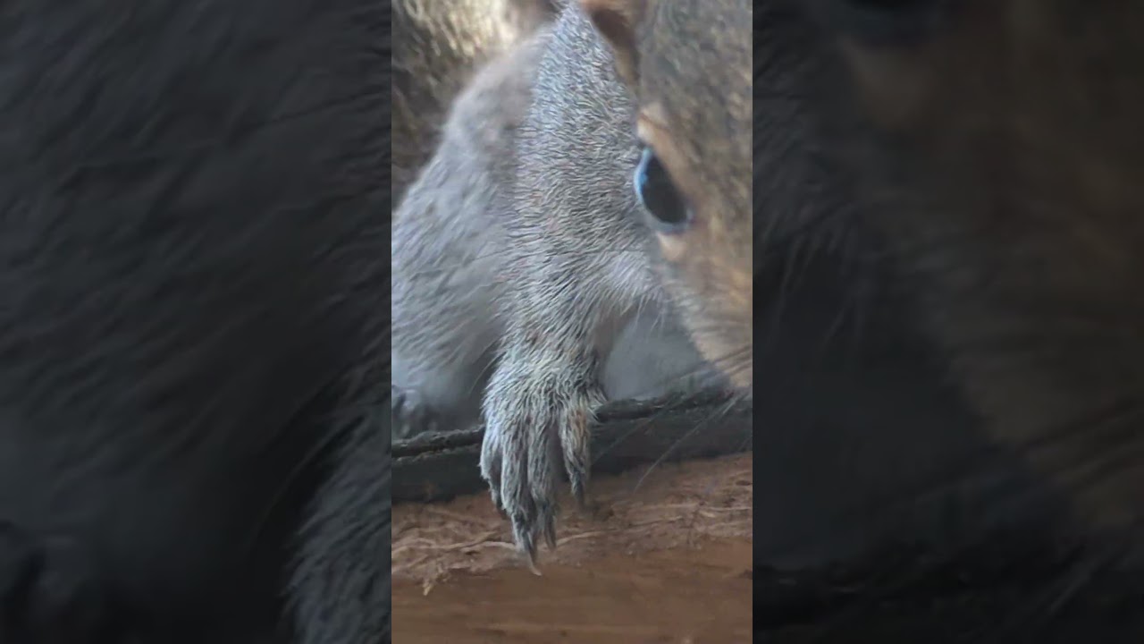 Ducky the dwarf 🥰🐿️ 