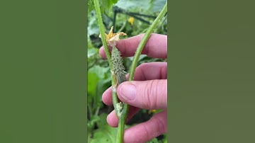 Boost Your Cucumber Harvest with Simple Pruning Tips #garden #gardening