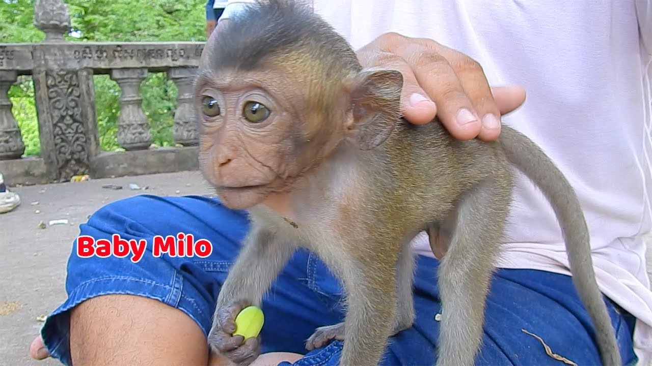 baby monkey crying for milk Very adorable baby Milo !! Baby Milo is very connecting baby monkey - I love to comfort Milo