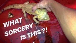 Giving my BEARDED DRAGON lizard a PURPLE POOP BATH !!!