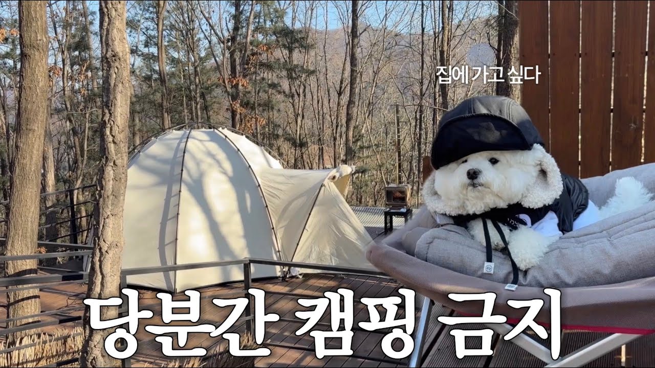 Что происходит, когда ты ездишь в кемпинг каждые выходные со своей собакой