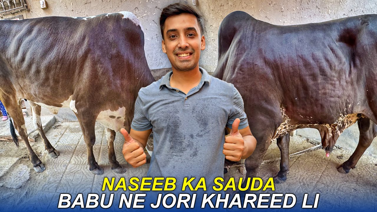 Babu Ke Qurbani Ke Janwar Agaye !! 😍