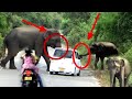 How wild elephants in yala national park disturb the vehicles on the road
