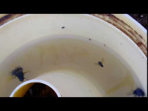 استخدام المصائد الغذائية لمكافحة انواع الذباب المنزلي  