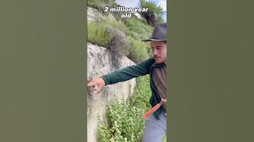 Gastropod fossil frenzy 🤠 | MrPalaeo #prehistoric #fossil #extinctanimals