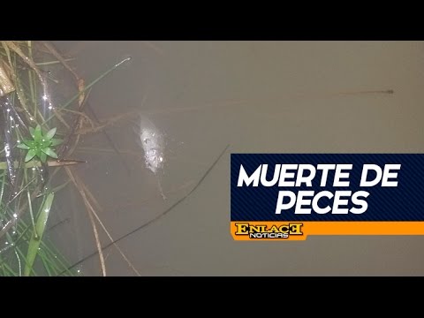 Denuncian muerte de peces en Patio Bonito