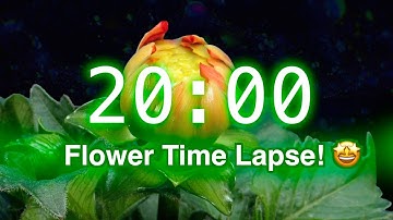 20 Minute Timer Music | Stunning Flower Bloom Time Lapse for Classroom Focus | Spring Timer 2025
