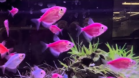 Cách nuôi Cá Cánh Buồm dạ Quang #congáibàtô