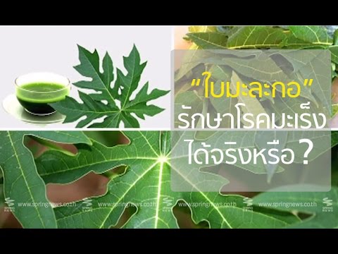 "แชร์ให้ไว เช็กให้ชัวร์ กับ AIS" : "ใบมะละกอ" แก้โรคมะเร็งลำไส้ได้จริงหรือ ?  - Springnews