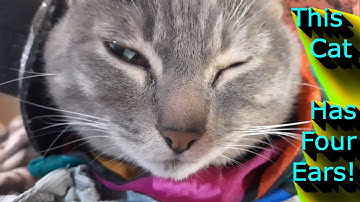 This Cat Has 4 Ears!