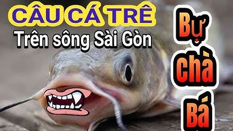CÂU CÁ TRÊ "QUÁI VẬT" TRÊN SÔNG SÀI GÒN | MONSTER FISH IN SAI GON RIVER | ĐIỂM CÂU CÁ TO Ở SÔNG SG