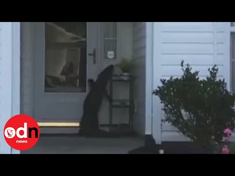 Polite alligator rings the doorbell in South Carolina