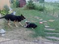 Basset hound Fero attacks(playing) German shepherd Bono