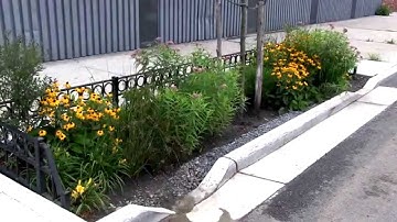 Bioswale Time Lapse (single storm)