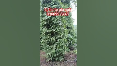 2,7 ha cafe tiêu thu khỏe giá 3,7 tỷ thôn đắk mon xã đắk mon tp gia nghĩa đắk nông 096699 8448