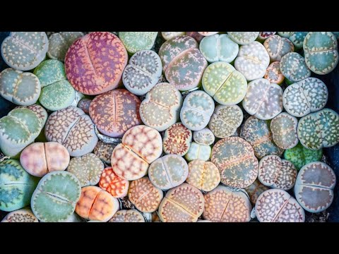Live Stone How To Care For Living Stone Succulents