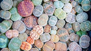 How to Grow Lithops, the SelfWatering Living Stone | MCG in the Greenhouse