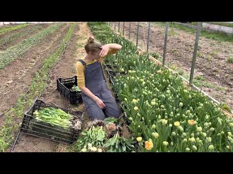 Video: Skleník „Tulipán“s Otváracími Stranami (45 Fotografií): Ako Postaviť Mini Skleník S Posuvnou Strechou, Pokyny A Recenzie