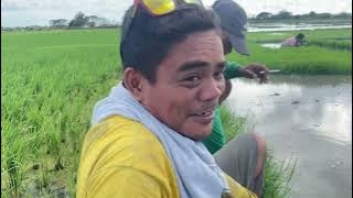 Nagpapabunot nang punla si andres mga kamaster #fypyoutube #farmer #trending #farming 