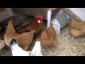 New chickens introduced to flock