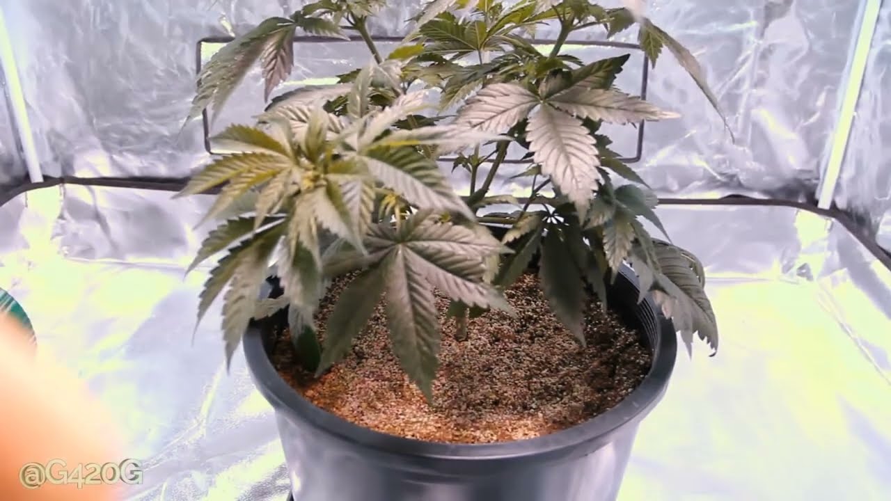 How to Mainline your Cannabis Plant