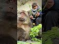 Monyet Tanpa Tangan Ini Diselamatkan Nenek Tua 😢#shorts #youtubeshorts #animalstory #shortvideo