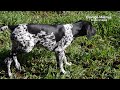 Chien de Chasse Braque allemand - dressage chiots de 4 mois