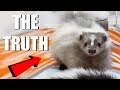 SKUNKS AS PETS - What You Need To Know | EMZOTIC
