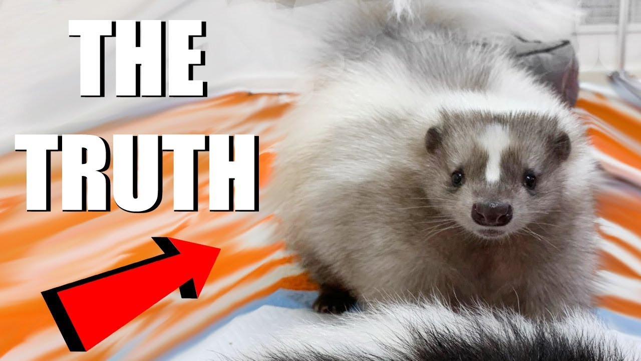 Skunks As Pets - What You Need To Know | Emzotic