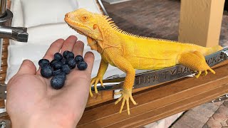 MY IGUANA WONT EAT ! NEED HELP!