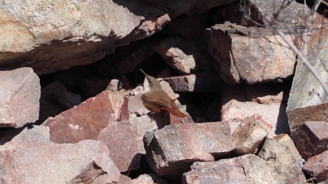 Canyon Wren 
