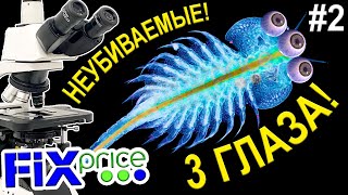 ✅У артемии из Fix Pricе выросли 3 глаза! #2