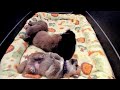 Shiba Inu Puppy Cam - J-Team - Day 23 - PM