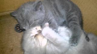 Самые милые котята (Часть 2) / Very sweet kittens (Part 2) Самые милые котята (Часть 2) / Very sweet kittens (Part 2)