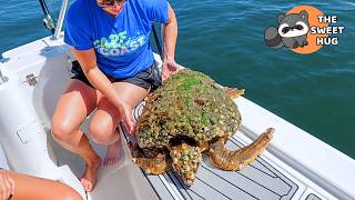 This Sea Turtle Was So Covered in Barnacles, She Could Barely Swim