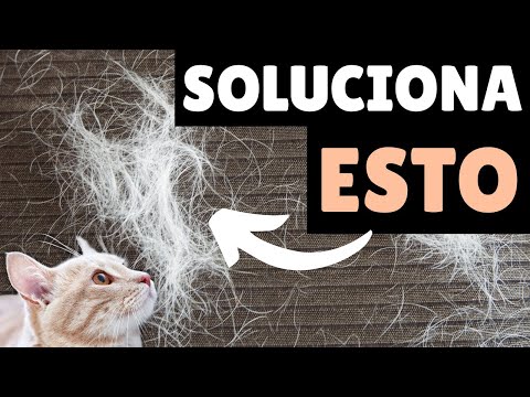 Video: 5 Peligros de vacaciones para gatos