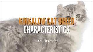 KINKALOW CAT BREED CHARACTERISTICS by Catvills 734 views 2 years ago 58 seconds