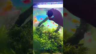 SR-520 Magnetic Cleaner | Oddly Satisfying Algae Removal + Temp Display #Seaoura #aquarium #fish