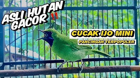 Suara Cucak Ijo Mini 💯 Pancingan Emosi Ijo Mini Bahan Langsung Gacor 💯Ampuh