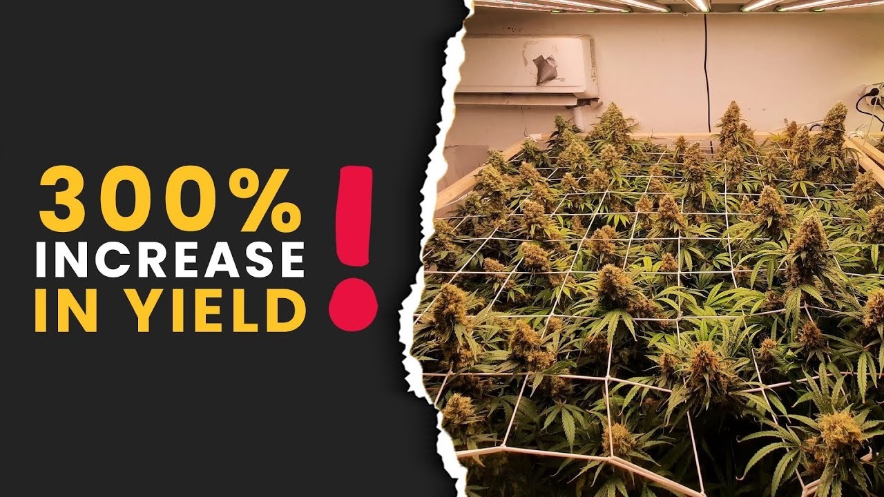 300% Increase in Yield!