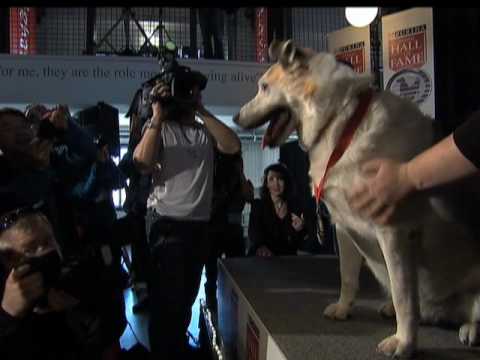 Vidéo: Temple de la renommée des animaux Purina, 2010