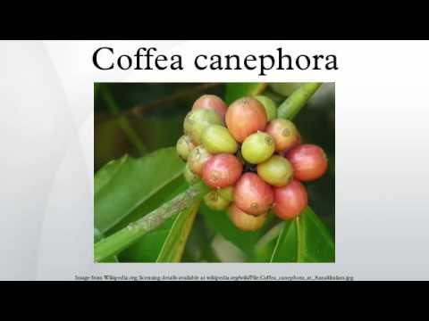 Coffea canephora