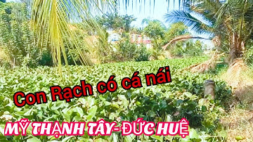 Câu Cá Rô Đồng Ở Vùng Này Lúc Nào Cũng Giật Đã Tay Thiệt  @SangHuynhVlog