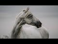 Rise || Equestrian Music Video