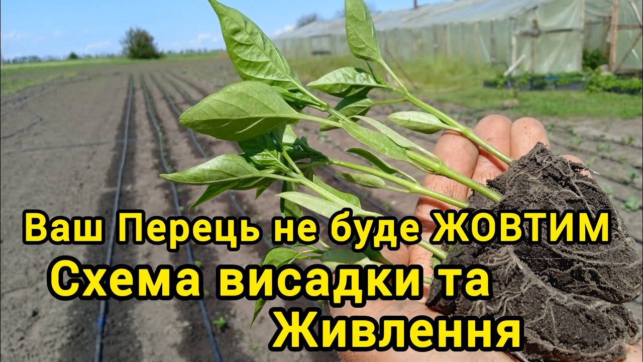 Схема висадки та живлення Перцю.