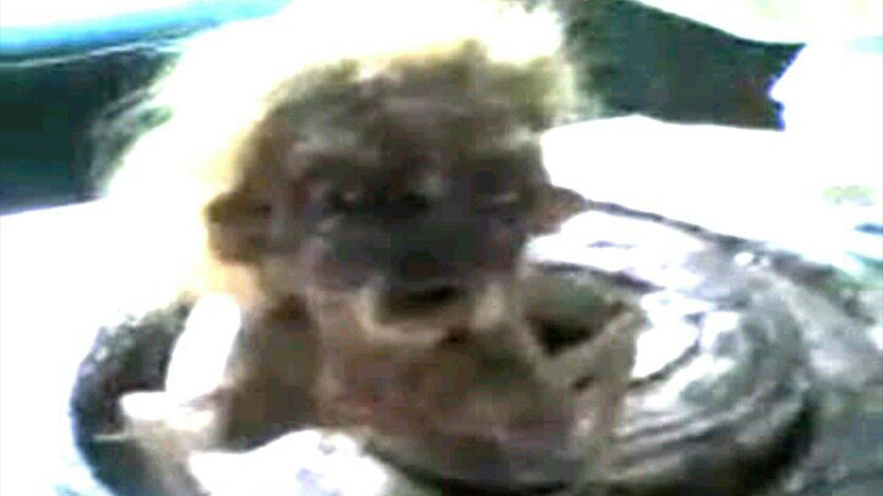 El extraño mundo de los hoaxes de Internet (Vol. 3)