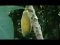Harvesting small papaya Silent LS173