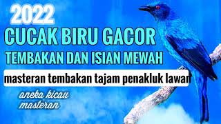 MAKE TALKING UP!! Blue Cucak Gacor Stuffing Sharp Shooting Fishing Masteran And Attracting 2022